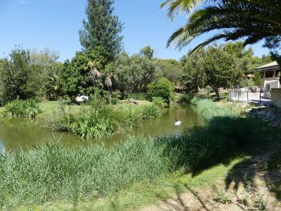 Saïmiri à tête noire - 2019