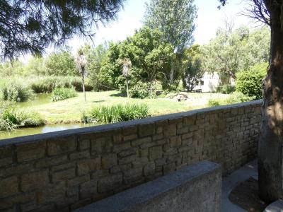 Saïmiri à tête noire - 2019