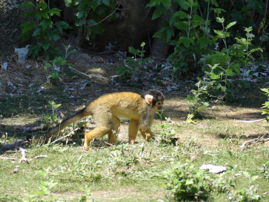 Saïmiri à tête noire