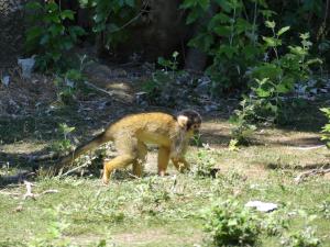 Saïmiri à tête noire