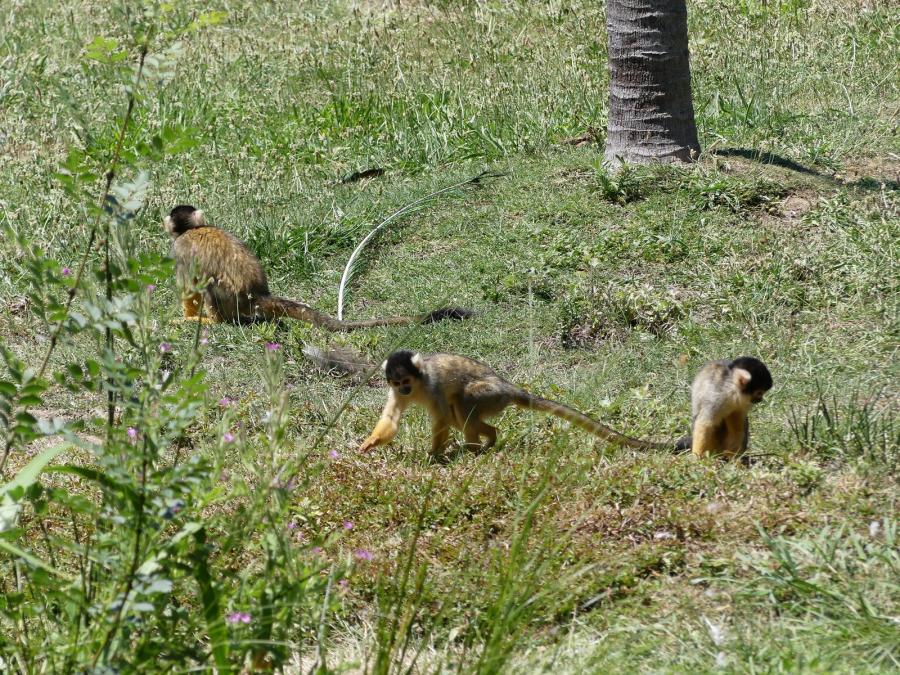 Saïmiri à tête noire