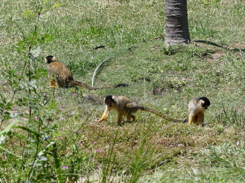 Saïmiri à tête noire - 2019