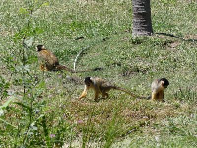 Saïmiri à tête noire - 2019