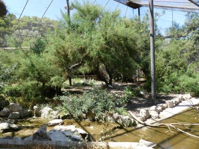 Spatule - Grue Demoiselle - 2019