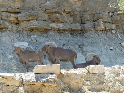 Ouadad de Barbarie - 2019