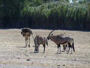 Oryx Gemsbok