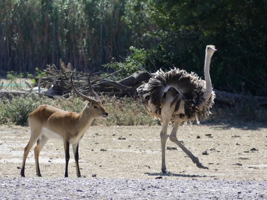 Cobe Lecchwe - Autruche