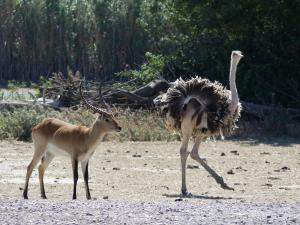 Cobe Lecchwe - Autruche