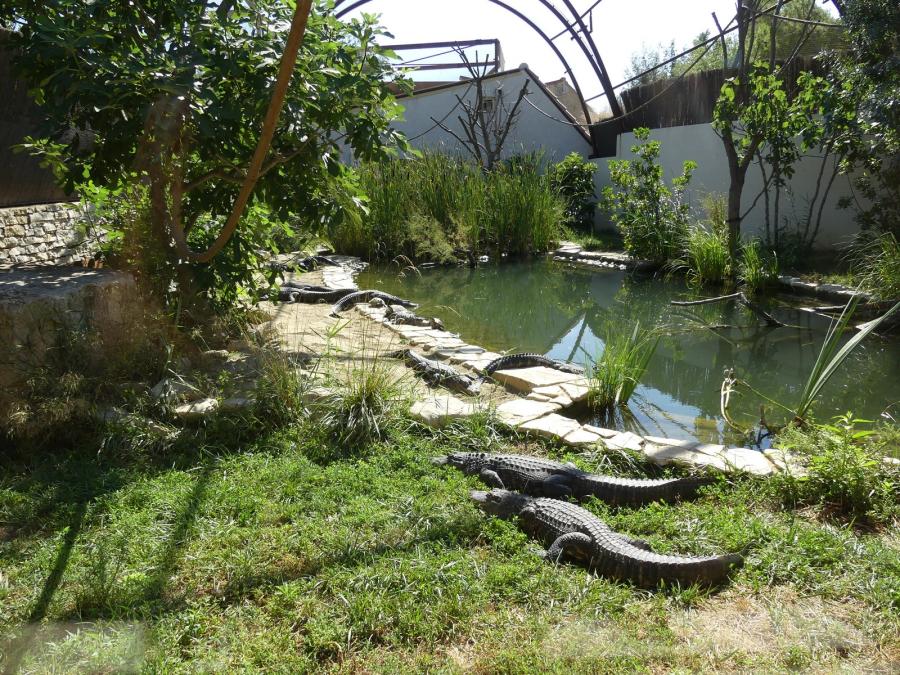 Alligator du Mississippi