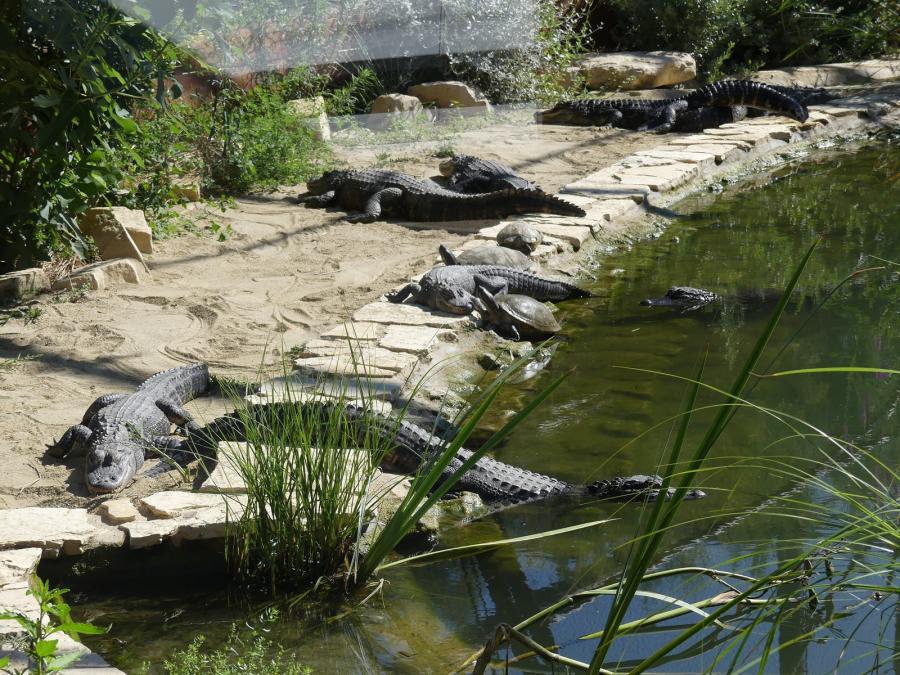 Alligator du Mississippi