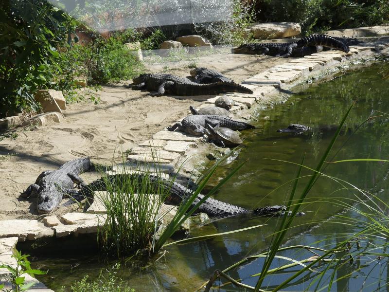 Alligator du Mississippi - 2019