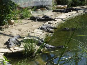 Alligator du Mississippi