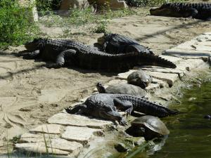 Alligator du Mississippi
