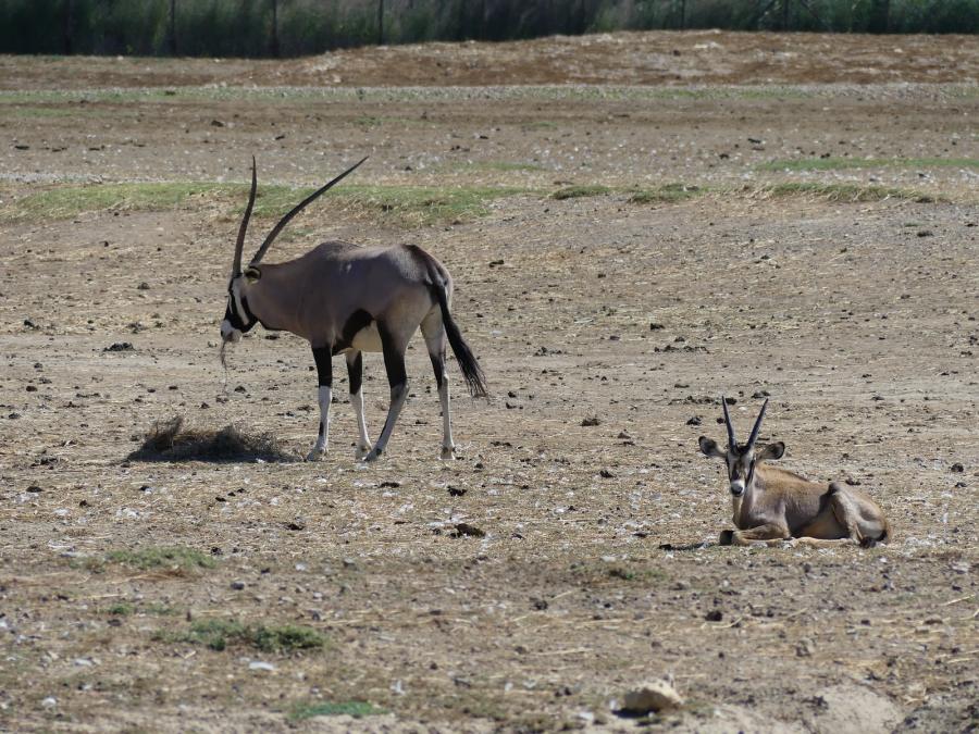 Oryx Gemsbok