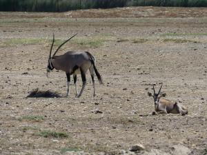 Oryx Gemsbok
