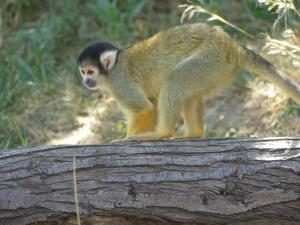 Saïmiri à tête noire