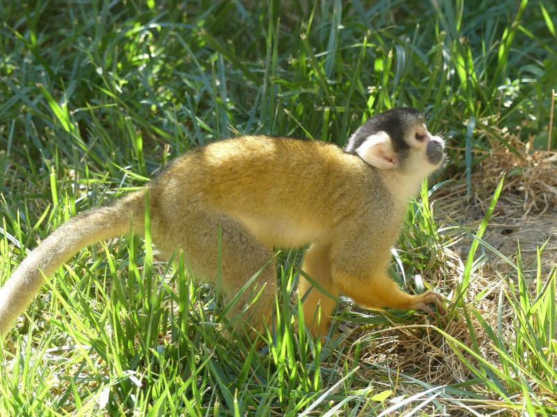 Saïmiri à tête noire - 2019