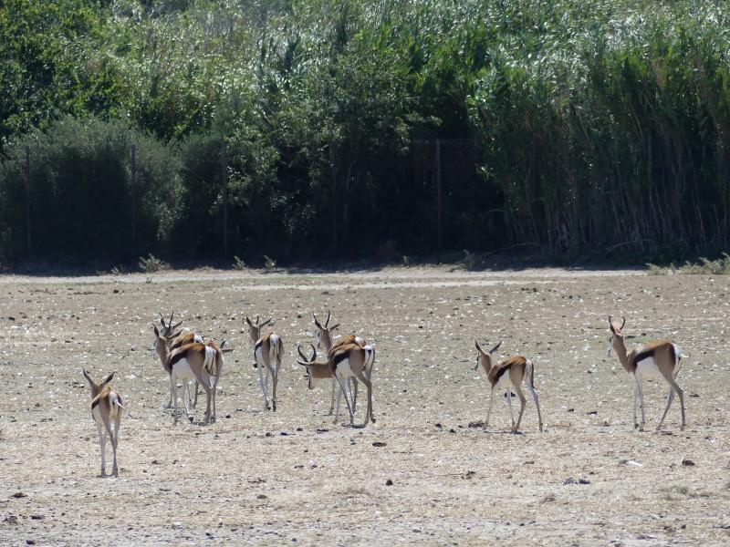 Springbok du Cap - 2019