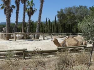 Dromadaire - Mouton de Somalie