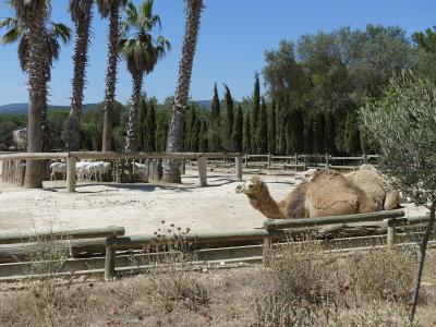 Dromadaire - Mouton de Somalie - 2019