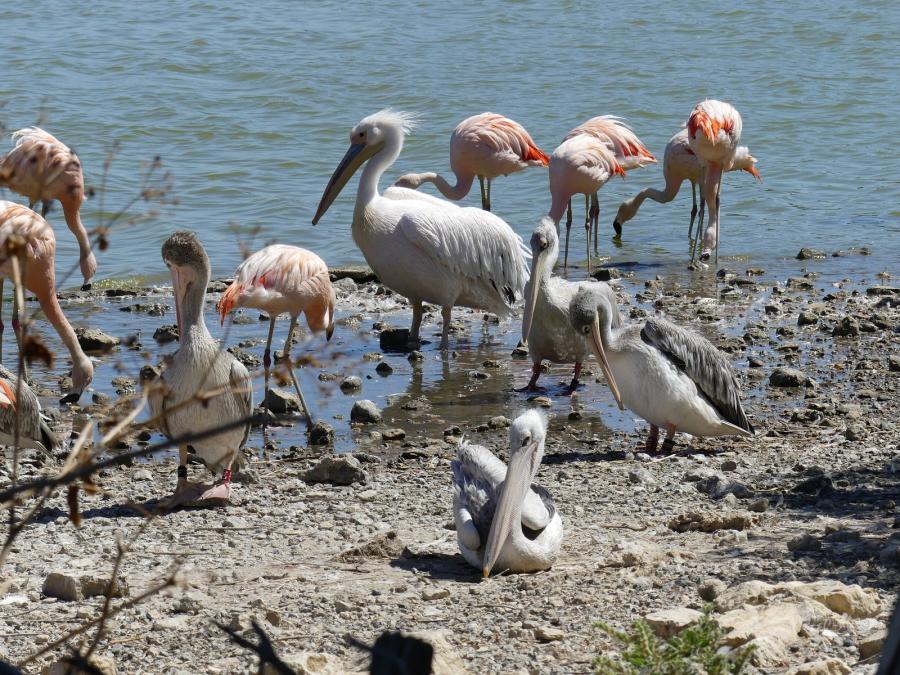 Flamant rose - Pélican gris