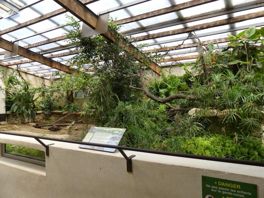 Alligator du Mississippi