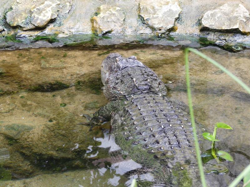 Alligator du Mississippi - 2019