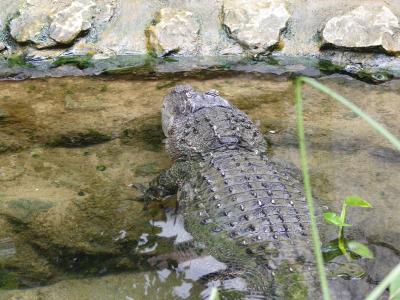 Alligator du Mississippi - 2019