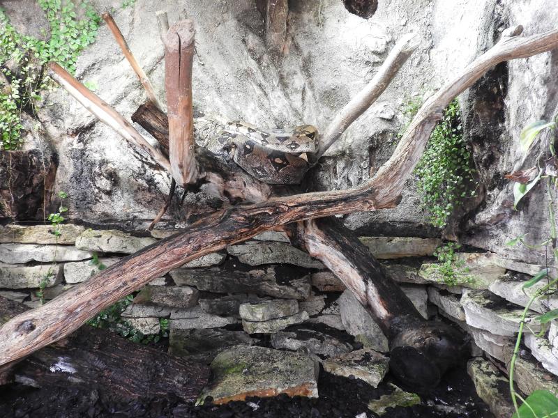 Boa constrictor - 2019