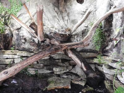 Boa constrictor - 2019