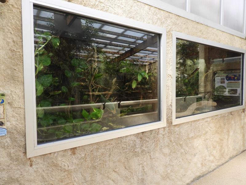 Boa de Madagascar - 2019