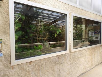 Boa de Madagascar - 2019