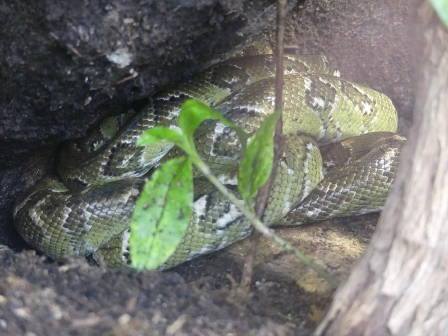 Boa de Madagascar