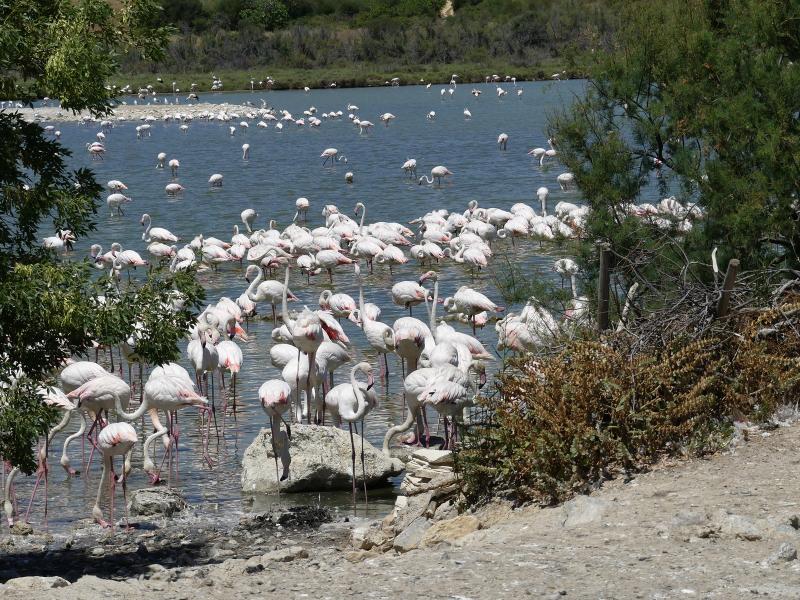 Flamant rose - 2019