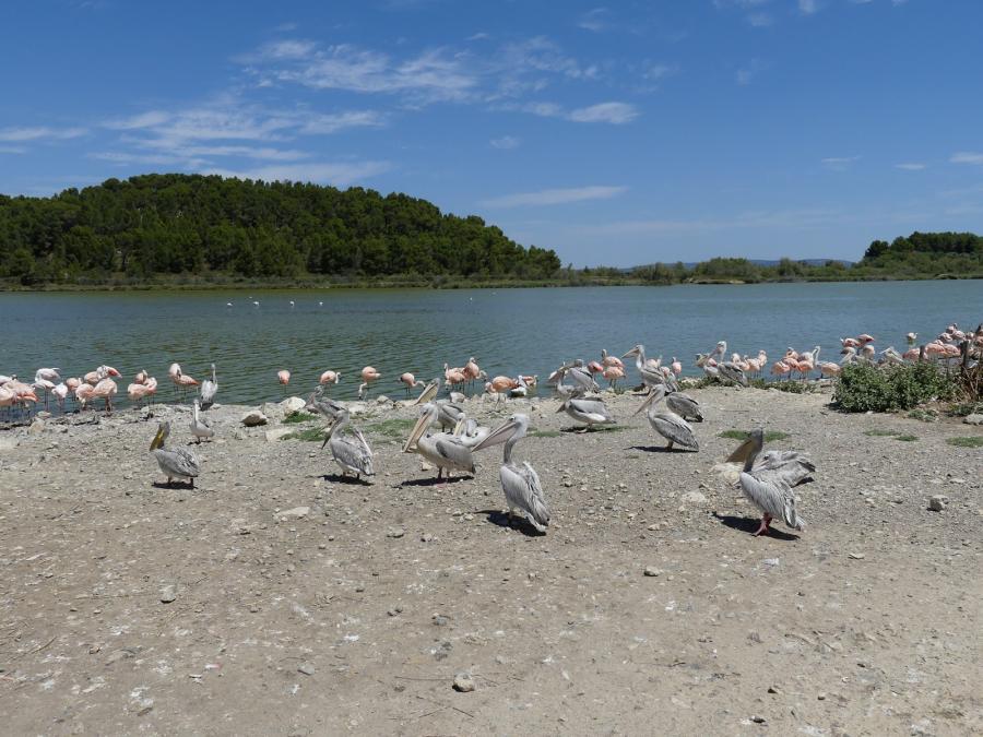 Pélican gris - Pélican blanc