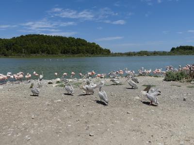 Pélican gris - Pélican blanc - 2019