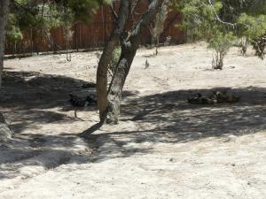 Territoire des lycaons