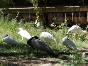 Spatule - Grue Demoiselle