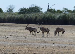 Oryx Gemsbok
