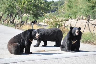 Ours à collier - 2019