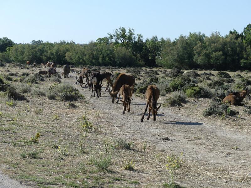 Hippotrague noir - Buffle des forêts