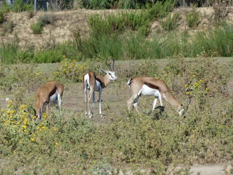 Springbok
