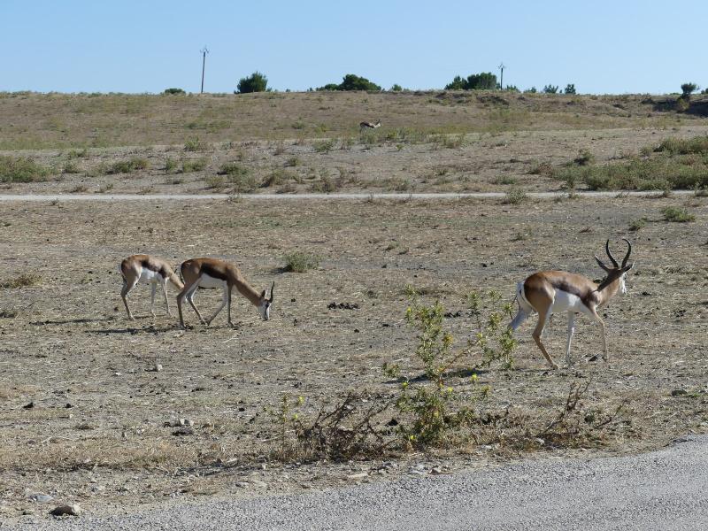 Springbok