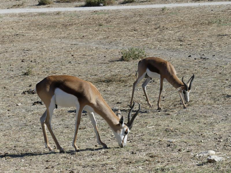 Springbok