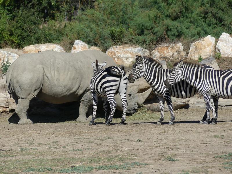 Zèbre de Grant - Rhinocéros blanc