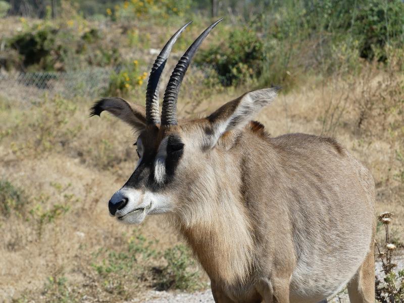 Antilope rouanne