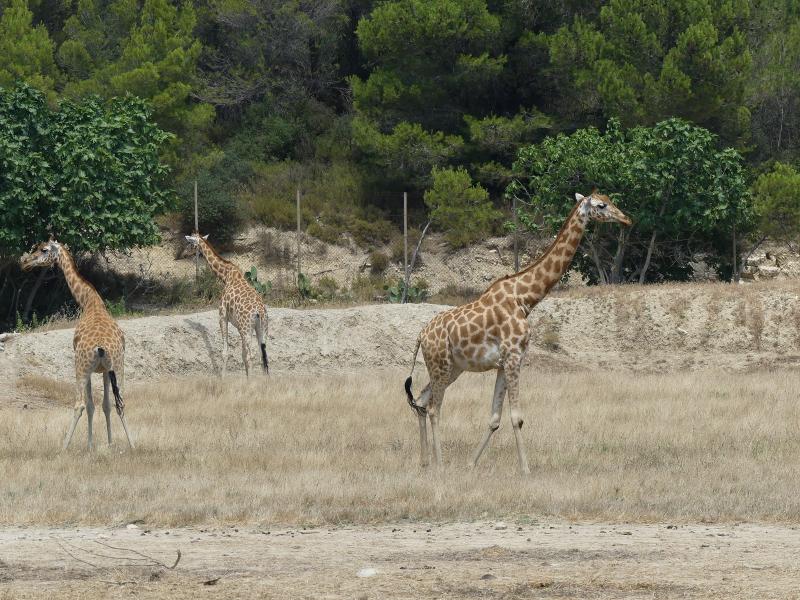 Girafe de Kordofan
