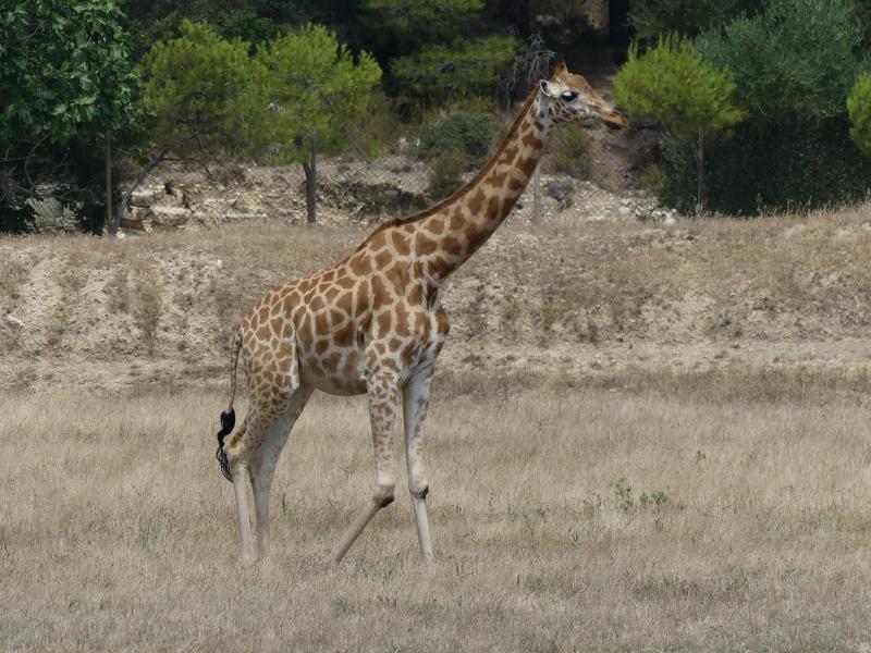 Girafe de Kordofan