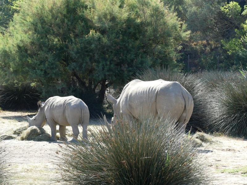 Rhinocéros blanc