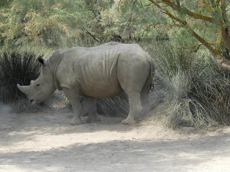 Rhinocéros blanc